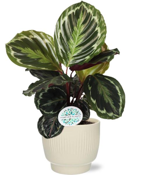 Calathea Medallion - Ø14cm - ↕45cm + Potenza Rib Pot D15x13cm - Wit  BotanicBridge