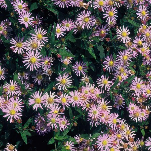 Aster ageratoides 'Asran' - ↕10-25cm - Ø9cm - 6x  BotanicBridge