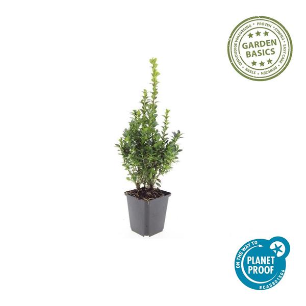 Buxus Sempervirens - ↕10-25cm - Ø9cm - 12x  BotanicBridge