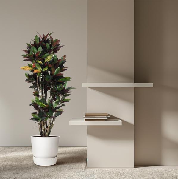 Codiaeum Mrc Iceton vertakt - 140 cm - ø31  BotanicBridge