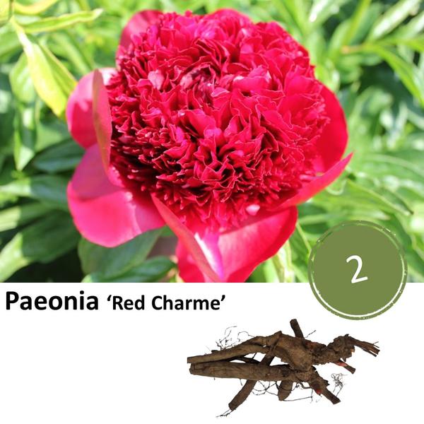 Paeonia 'Red Charme' - 2x  BotanicBridge