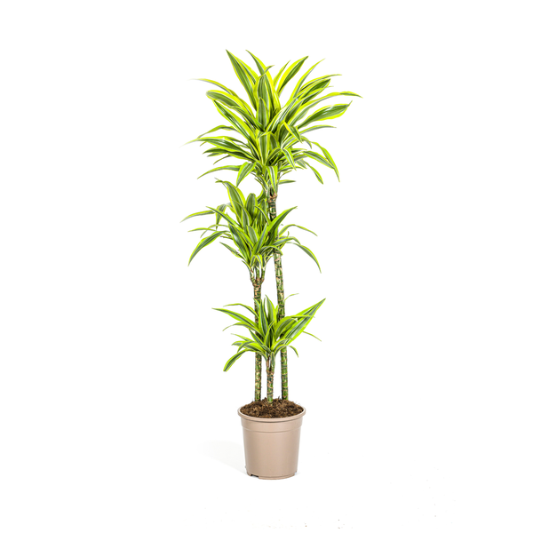 Dracaena Deremensis Lemon Lime Ø24cm - ↕140cm  BotanicBridge