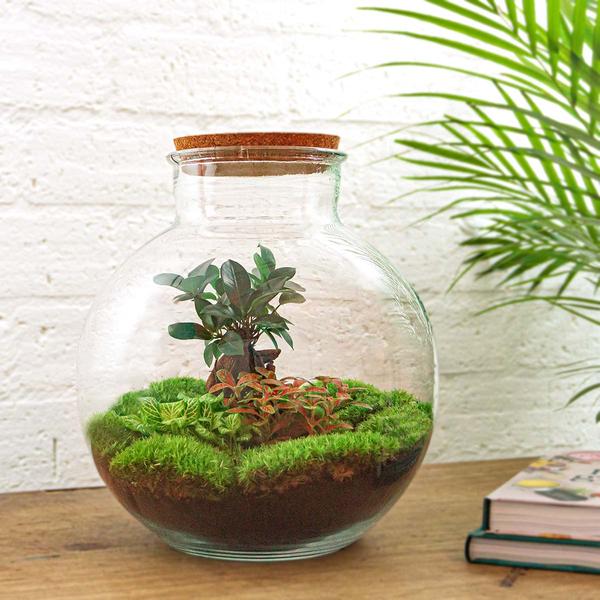 DIY terrarium - Bolder Bob Bonsai - ↕ 30 cm - Rake + Shovel + Tweezer  BotanicBridge