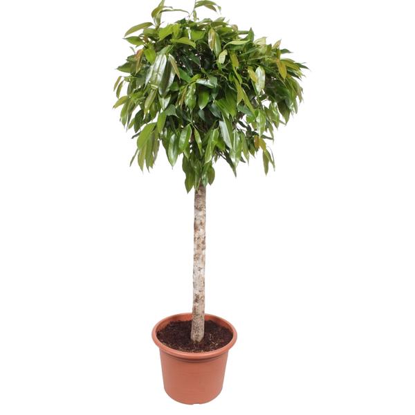 Ficus Amstel King - 180 cm - ø40  BotanicBridge