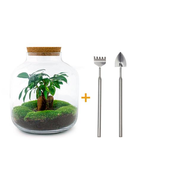 DIY terrarium - Billie Bonsai - ↕ 29 cm - Rake + Shovel  BotanicBridge