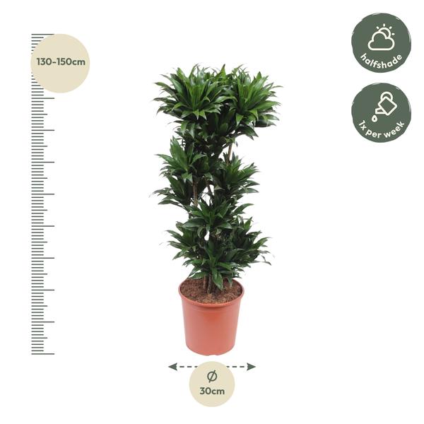 Dracaena Compacta - 140 cm - ø30  BotanicBridge