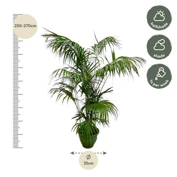 Kentia Palm XXL - 260cm - ø35  BotanicBridge