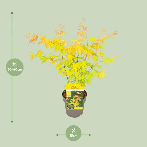 Acer palmatum Orange Dream - Ø15cm - ↕30cm  BotanicBridge