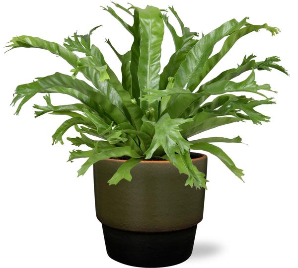 Asplenium Nidus Crissie - Ø17cm - ↕40cm + Erik Pot D18x15cm - Donker Groen  BotanicBridge