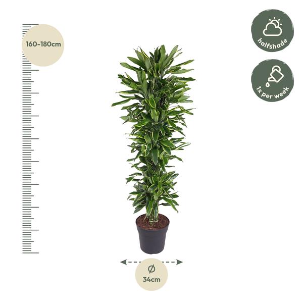 Dracaena Golden Coast vertakt - 170 cm - ø34  BotanicBridge