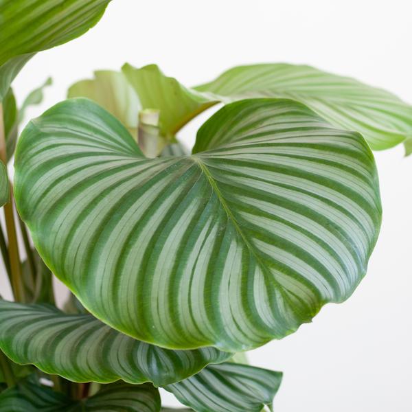 Calathea Orbifolia met Viber grijs - 65cm - Ø21  BotanicBridge