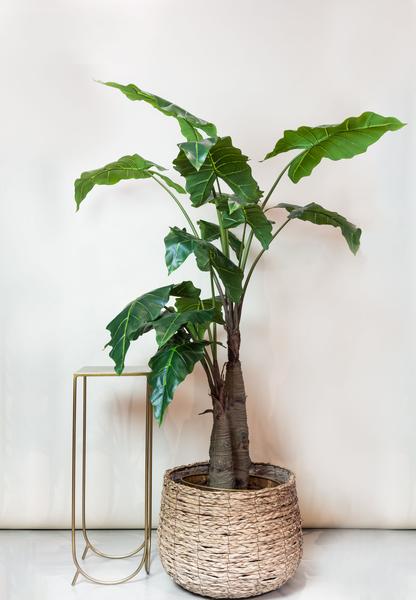 Kunstplant - Alocasia - Olifantsoor - 180 cm  BotanicBridge