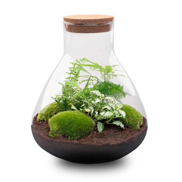 DIY terrarium - Sam XL - ↕ 35 cm - Normal  BotanicBridge