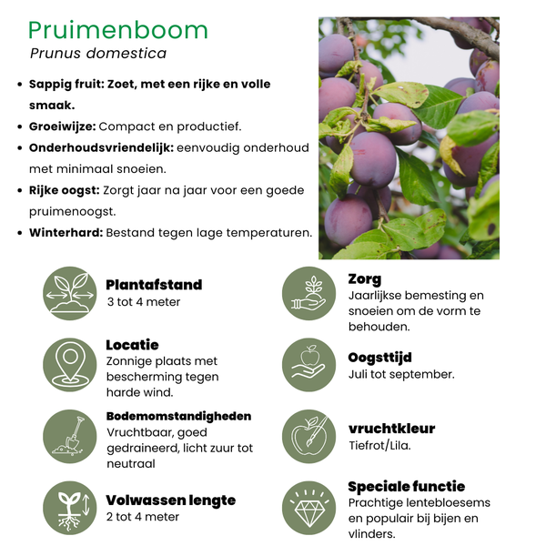 Biologische Fruitbomen set van 4 - Appel, Peer, Kers en Pruim - 4 x Ø 20 cm - ↨ 60 cm  BotanicBridge