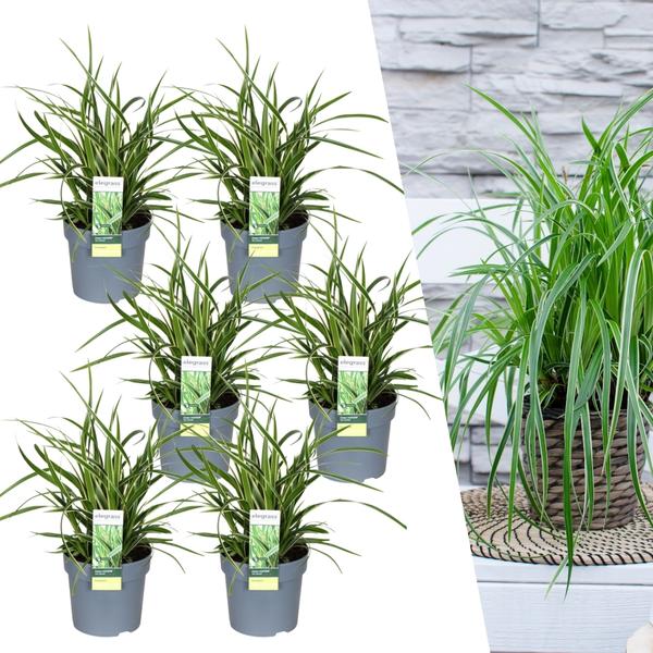 6 x Carex morrowi 'Ice Dance' - Ø 14 cm - ↨ 25 cm  BotanicBridge