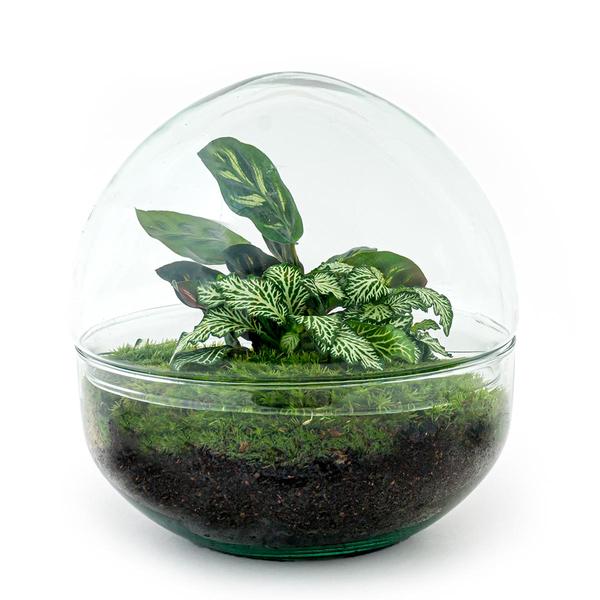 DIY terrarium - Dome - ↕ 20 cm - Rake + Shovel + Tweezer + Scissors  BotanicBridge