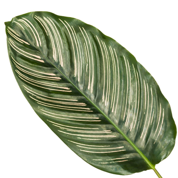 Calathea Sanderiana - 80 cm - Ø19cm  BotanicBridge