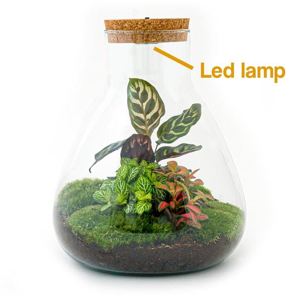 DIY terrarium - Sam Calathea with Light - ↕ 30 cm - Rake + Shovel + Tweezer + Scissors  BotanicBridge