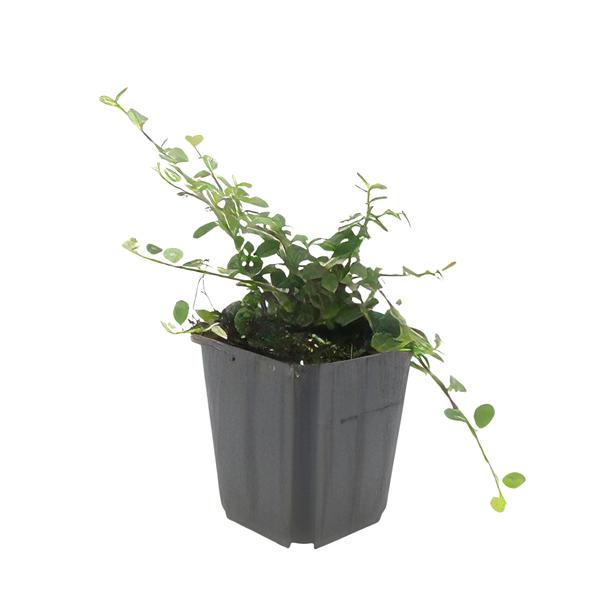 Cotoneaster pr. 'Streib's Findling' - ↕10-25cm - Ø9cm - 6x  BotanicBridge