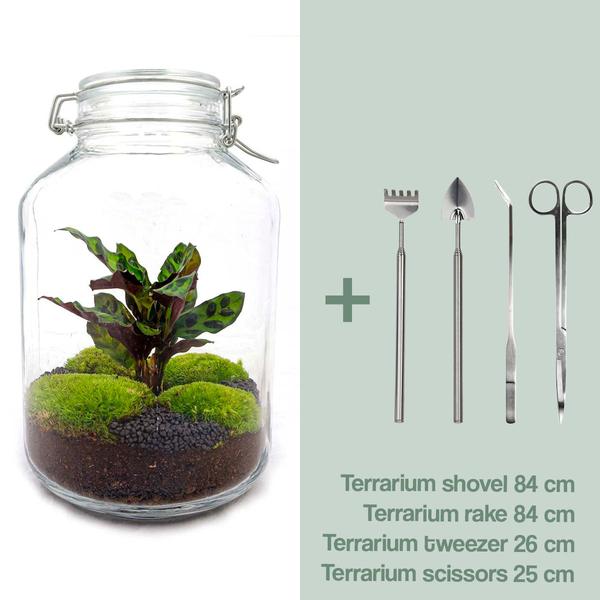 DIY terrarium - Jar Calathea - ↕ 28 cm - Normal  BotanicBridge