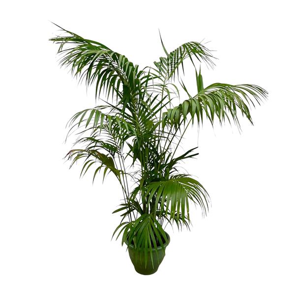 Kentia Palm XXL - 260cm - ø35  BotanicBridge