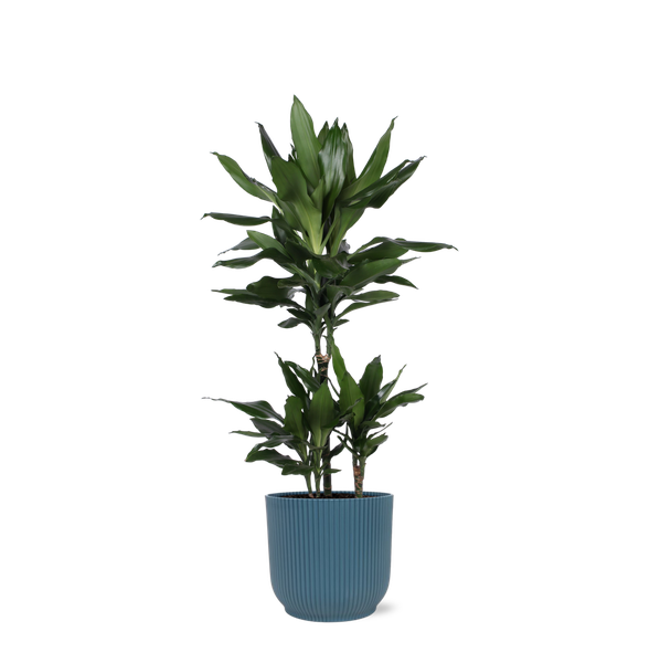 Dracaena Janet Lind Ø21cm - ↕90cm in Vibes BLUE pot  BotanicBridge