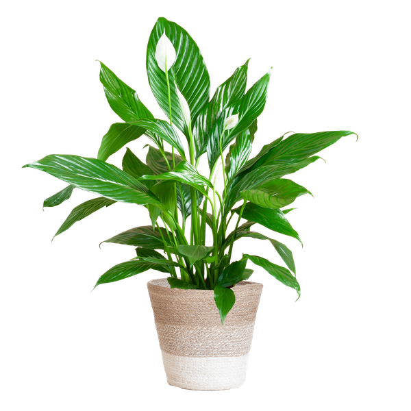 Spathiphyllum met Mand Lissabon wit - 80cm - Ø21  BotanicBridge