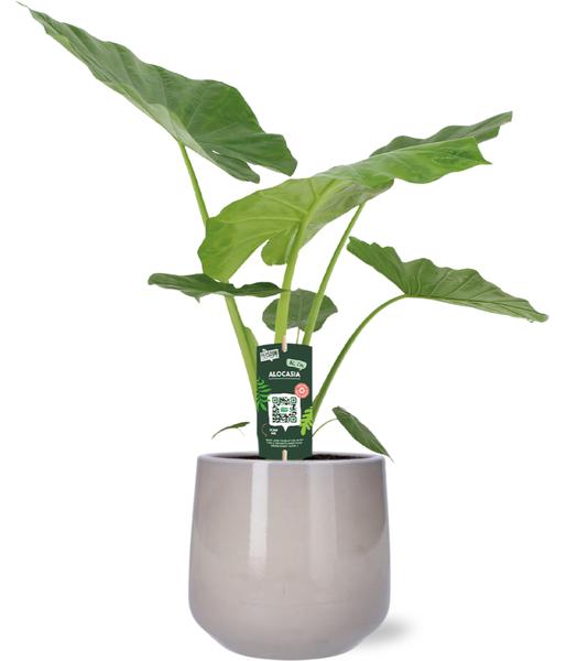 Dieffenbachia Seguine Tropic Snow - Ø19cm - ↕70cm + Puglia Pot D21/23,5x21cm - Grijs  BotanicBridge