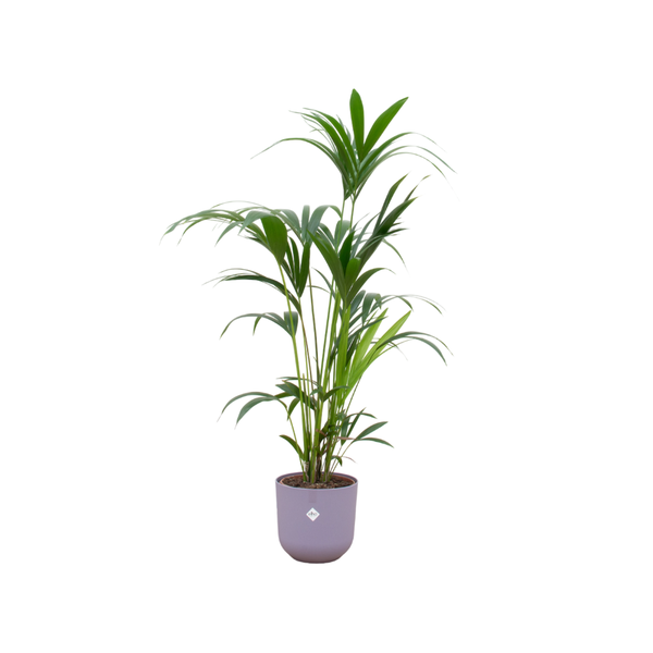 Combi deal - Kentia palm inclusief elho Jazz Round lila Ø26 - 160 cm  BotanicBridge