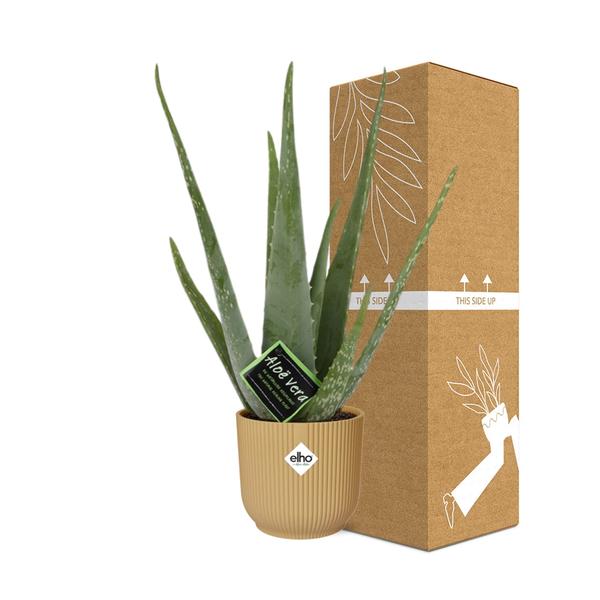 Aloe Vera 12cm in ELHO Vibes Fold 14cm geel  BotanicBridge