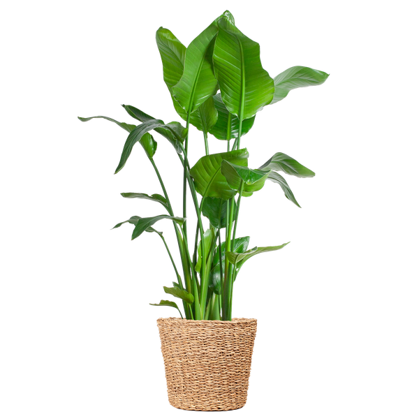 Strelitzia Nicolai XL met Torun mand - 140cm - Ø27  BotanicBridge