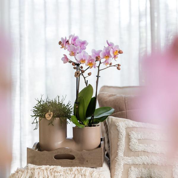 Kolibri Orchids | Set van roze orchidee Andorra en Succulent in Tube sierpot Sand - potmaat Ø9cm | bloeiende kamerplant - vers van de kweker  BotanicBridge