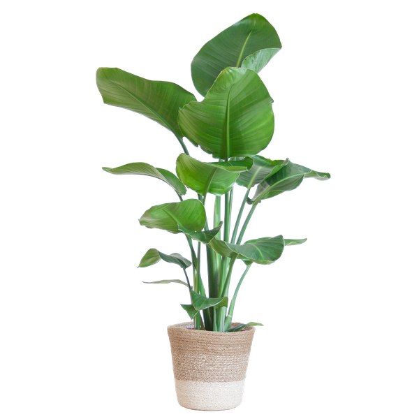 Strelitzia Nicolai met Lissabon mand wit - 80cm - Ø19  BotanicBridge