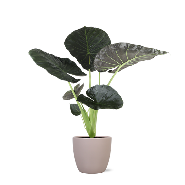 Alocasia Regal Shield Ø24cm - ↕110cm in Boule TAUPE pot  BotanicBridge