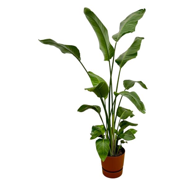 Strelitzia Nicolai inclusief elho Greenville Round bruin - 180 cm - Ø30  BotanicBridge