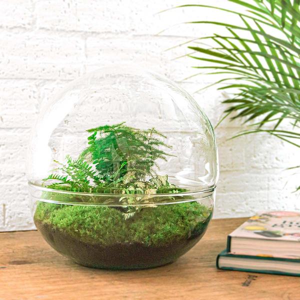 DIY terrarium - Dome XL - ↕ 30 cm - Rake + Shovel + Tweezer  BotanicBridge