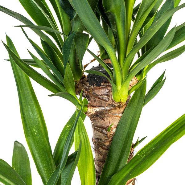 Yucca Elephantipes Ø19cm - ↕80cm  BotanicBridge