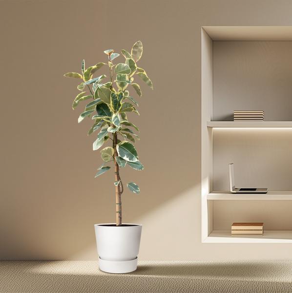 Ficus Tineke Op Stam - 220cm - ø30  BotanicBridge