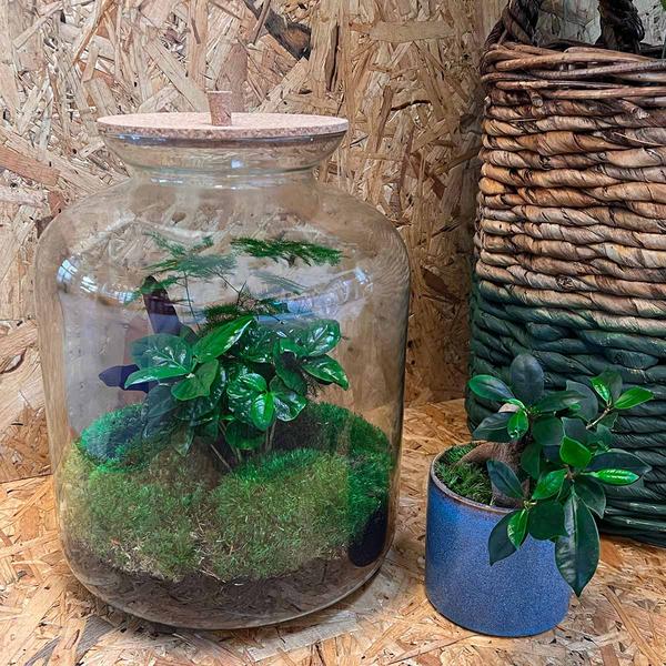 DIY terrarium - Lukas - ↕ 33 cm - Rake + Shovel + Tweezer + Scissors  BotanicBridge