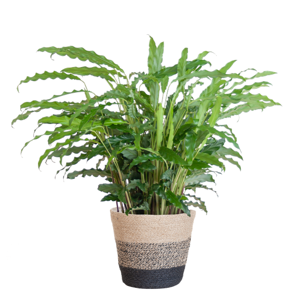 Calathea Rufibarba met Mand Lissabon zwart - 55cm - Ø17  BotanicBridge