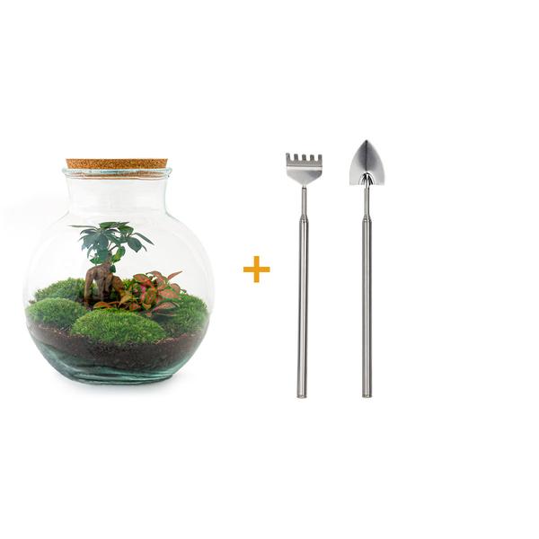 DIY terrarium - Teddy bonsai - ↕ 26,5 cm - Rake + Shovel  BotanicBridge