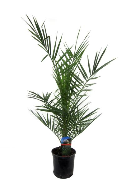 Phoenix Canariensis - 80 cm - Ø15cm  BotanicBridge