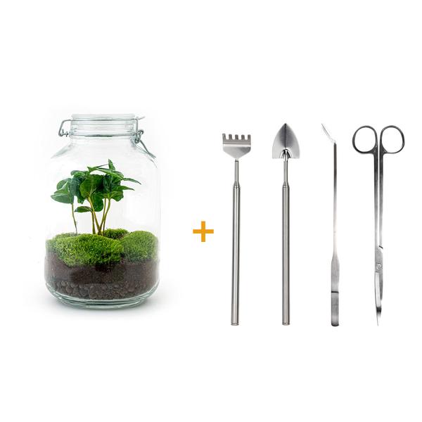 DIY terrarium - Jar - Coffea Arabica - ↕ 28 cm - Rake + Shovel + Tweezer + Scissors  BotanicBridge