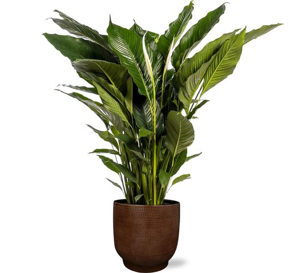 Spathiphyllum Sweet Sebastiano - Ø24cm - ↕110cm + Lykke Pot D27x25cm - Bruin  BotanicBridge