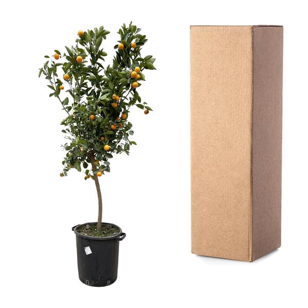 Citrus Calamondin - 200 cm - ø40  BotanicBridge