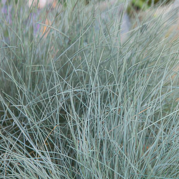 Festuca glauca 'Elijah Bleu' - ↕10-25cm - Ø9cm  - 12x  BotanicBridge