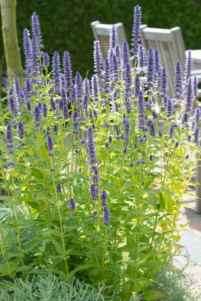 Agastache 'Black Adder' - ↕10-25cm - Ø9cm - 20x  BotanicBridge