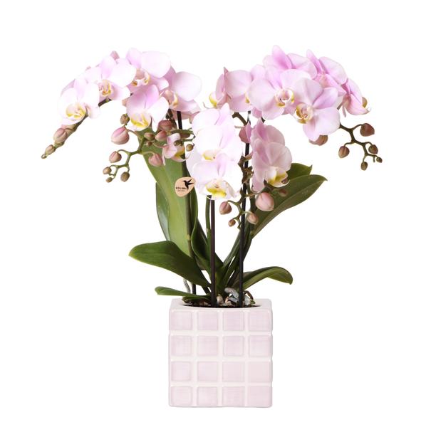 Kolibri Orchids | roze phalaenopsis orchidee Portugal + Mosa sierpot roze - potmaat Ø9cm | bloeiende kamerplant - vers van de kweker  BotanicBridge