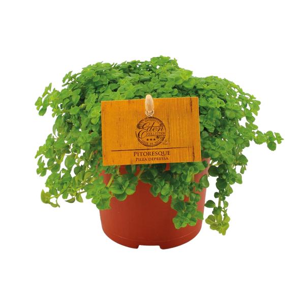 Pilea Depressa - Ø10,5cm - ↕15cm  BotanicBridge