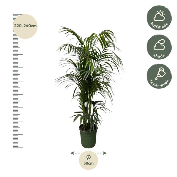 Kentia palm - 230 cm - ø38  BotanicBridge